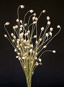 /graphics/Dried_flowers/catanche_main.jpg