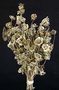 /graphics/Dried_flowers/chocolate_flower_main_L.jpg