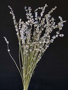/graphics/Dried_flowers/lavenderL_main.jpg