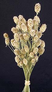 /graphics/Dried_flowers/scabiousR_L_main.jpg