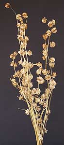 /graphics/Dried_flowers/shoo_fly_medium_main.jpg