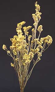 /graphics/Dried_flowers/statice_yellow_main.jpg