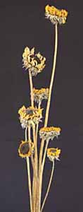/graphics/Dried_flowers/sunflower_main.jpg