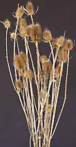 /graphics/Dried_flowers/teasel_large_main.jpg