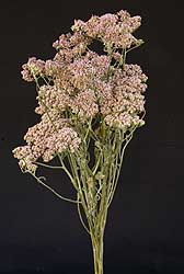 /graphics/Dried_flowers/yarrow_main_L1_pink.jpg