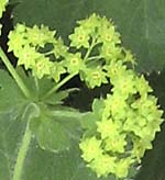 Lady's Mantle Alchemilla mollis