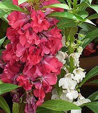 Balsam Topknot - Mixed colors Impatiens balsamin
