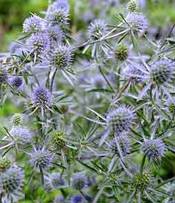 Eryngium Blue Glitter Eryngium planum