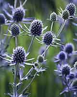 Eryngium Blue Glitter Eryngium planum