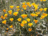 California Poppy Eschscholzia californica