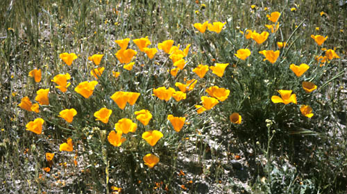 California Poppy Eschscholzia californica