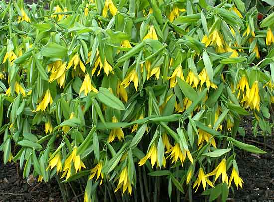 Fairybells / Bellwort Uvularia grandiflora