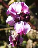 Hyacinth Bean Lablab purpureus