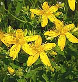 Saint Johns wort Hypericum perforatum