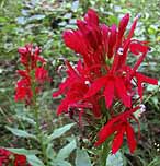 Cardinal Flower Lobelia cardinalis