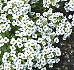 Alyssum Lobularia maritima