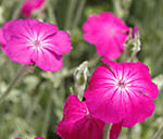Rose Campion Lychnis coronaria