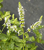 Spearmint Mentha Spicata