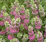 Lemon Bergamot Monarda citriodora