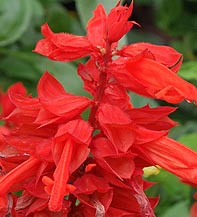 Salvia, Red Salvia splendens