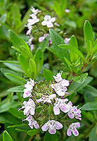 Savory - Winter Satureja montana