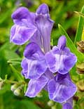 Skullcap - Baical Scutellaria baicalensis