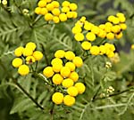 Tansy Tanacetum vulgare