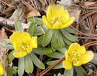 Winter Aconite Eranthis hyemalis