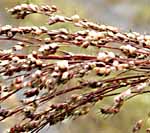 Broom Corn Sorghum vulgare var. technicum