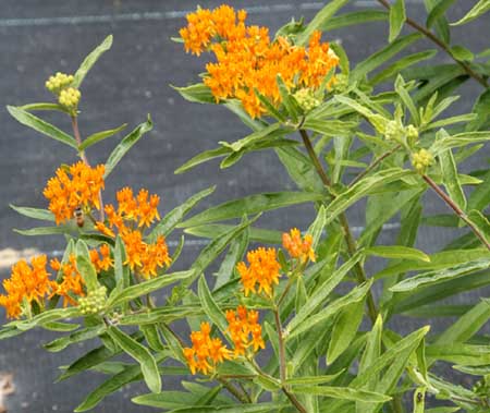 Butterfly Weed Asclepias tuberosa interior