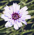Cupids Dart Catananche caerulea