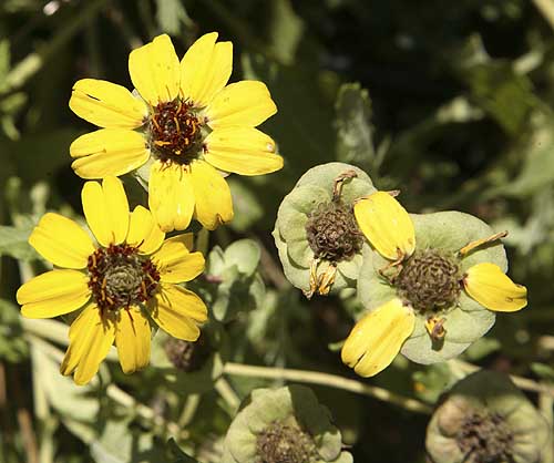Yellow+daisies+flowers