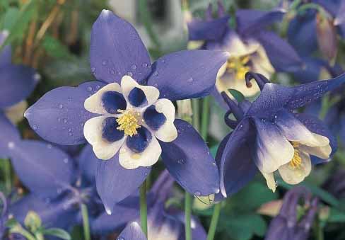 Columbine Aquilegia spp