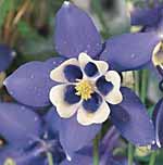 Columbine Aquilegia spp
