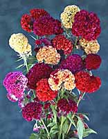 Cockscomb Kurume Celosia cristata