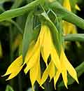 Fairybells / Bellwort Uvularia grandiflora