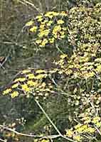 Fennel, Bronze & Green Foeniculum vulgare