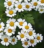 Feverfew Tanacetum parthenium