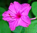 Four o clock Mirabilis jalapa