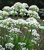 Chives -Garlic Allium tuberosum
