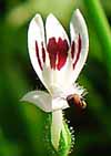 Kalmegh Andrographis paniculata