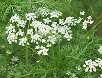Caraway Carum carvi