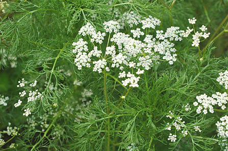Caraway Carum carvi