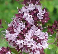 Marjoram Origanum majorana