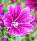 Mallow - Common Malva sylvestris