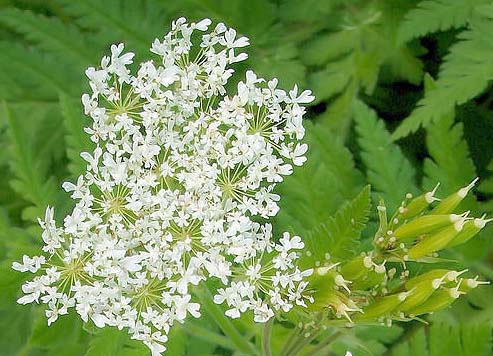 Sweet Cicely Myrrhis odorata