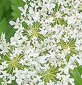 Sweet Cicely Myrrhis odorata