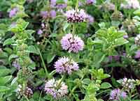 Pennyroyal Mentha pulegium