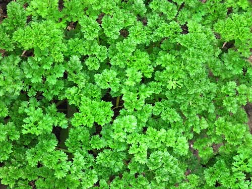 Parsley, Triple Curled Petroselinium crispum