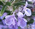 Rosemary Rosmarinus officinalis